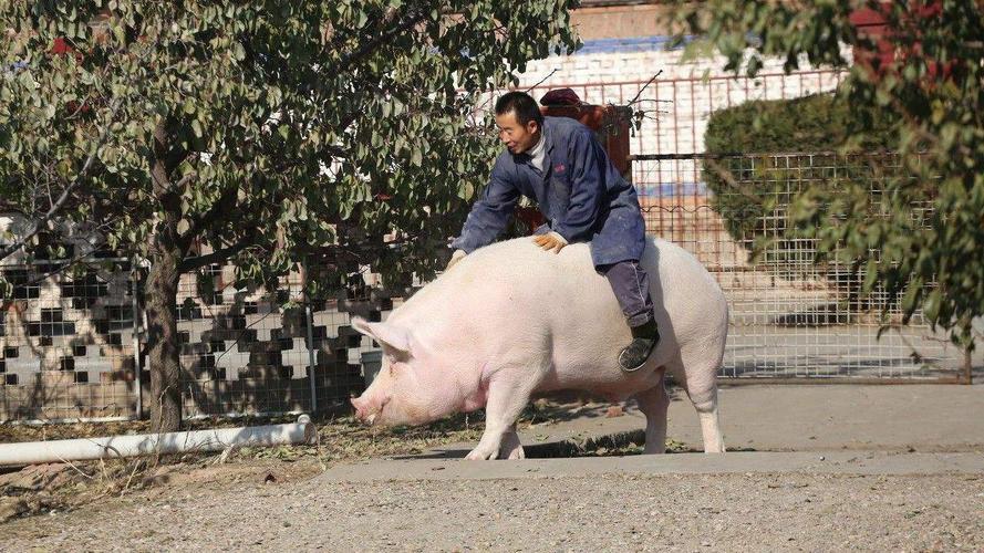 新澳2025年正版资料和9岁男孩骑猪上学与9岁男孩骑猪上学怎么办